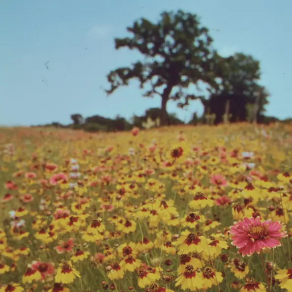 flower-meadow-square